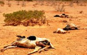 Afrique : face au changement climatique Afrique : face au changement climatique