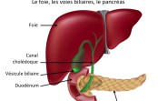 10 réflexes alimentaires pour protéger son foie. 10 réflexes alimentaires pour protéger son foie.