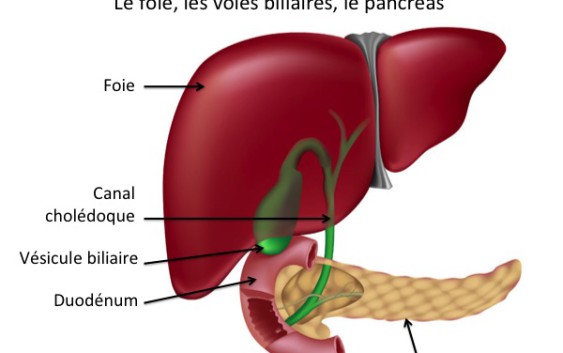 10 réflexes alimentaires pour protéger son foie. 10 réflexes alimentaires pour protéger son foie.